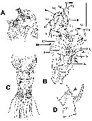 Espce Maemonstrilla crenulata - Planche 2 de figures morphologiques
