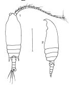 Espce Aetideopsis tumorosa - Planche 1 de figures morphologiques