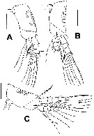 Espce Maemonstrilla crenulata - Planche 3 de figures morphologiques