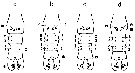 Espce Calanus helgolandicus - Planche 25 de figures morphologiques