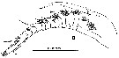 Espce Platycopia orientalis - Planche 6 de figures morphologiques