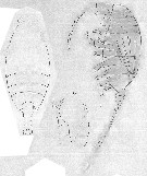 Espce Stephos antarcticus - Planche 1 de figures morphologiques