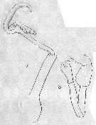 Espce Stephos antarcticus - Planche 2 de figures morphologiques