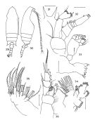 Espce Aetideopsis carinata - Planche 2 de figures morphologiques