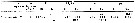 Espce Isias cochinensis - Planche 3 de figures morphologiques