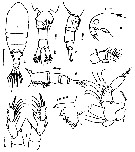 Espce Isias cochinensis - Planche 1 de figures morphologiques