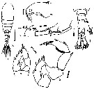 Espce Isias cochinensis - Planche 2 de figures morphologiques