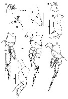 Espce Farranula orbisa - Planche 2 de figures morphologiques