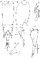 Espce Farranula carinata - Planche 12 de figures morphologiques