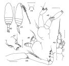 Espce Aetideopsis carinata - Planche 4 de figures morphologiques
