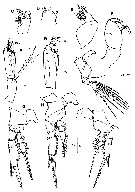 Espce Farranula carinata - Planche 13 de figures morphologiques