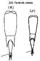 Espce Farranula rostrata - Planche 13 de figures morphologiques