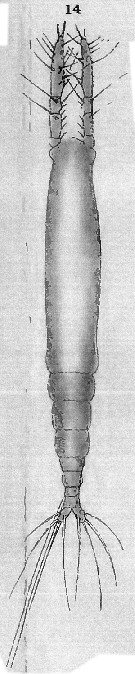 Espce Monstrillopsis dubia - Planche 2 de figures morphologiques