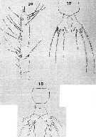 Espce Monstrillopsis dubia - Planche 3 de figures morphologiques