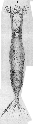Espce Monstrilla longicornis - Planche 8 de figures morphologiques