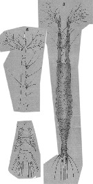 Espce Monstrilla longicornis - Planche 10 de figures morphologiques