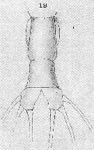 Espce Cymbasoma rigidum - Planche 8 de figures morphologiques