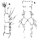 Espce Cymbasoma zetlandicum - Planche 4 de figures morphologiques