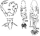 Espce Acartia (Acanthacartia) tumida - Planche 2 de figures morphologiques