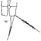 Espce Acartia (Acanthacartia) tumida - Planche 3 de figures morphologiques