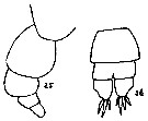 Espce Acartia (Acanthacartia) tumida - Planche 4 de figures morphologiques