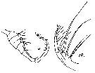 Espce Epilabidocera longipedata - Planche 11 de figures morphologiques
