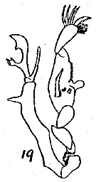 Espce Stephos arcticus - Planche 2 de figures morphologiques