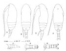 Espce Paracalanus indicus - Planche 4 de figures morphologiques