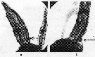 Espce Calanus helgolandicus - Planche 27 de figures morphologiques