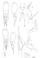 Espce Corycaeus (Ditrichocorycaeus) aucklandicus - Planche 2 de figures morphologiques