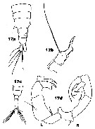 Espce Acartia (Hypoacartia) adriatica - Planche 6 de figures morphologiques