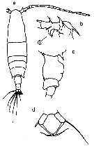 Species Acartia (Odontacartia) bispinosa - Plate 9 of morphological figures