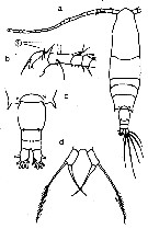 Espce Acartia (Odontacartia) erythraea - Planche 13 de figures morphologiques