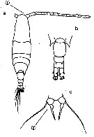 Espce Acartia (Odontacartia) pacifica - Planche 10 de figures morphologiques