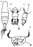 Espce Acartia (Odontacartia) japonica - Planche 6 de figures morphologiques