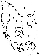 Species Acartia (Odontacartia) bispinosa - Plate 10 of morphological figures