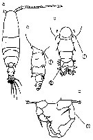 Espce Acartia (Odontacartia) erythraea - Planche 14 de figures morphologiques