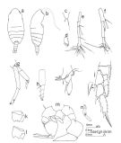 Espce Paraugaptiloides magnus - Planche 1 de figures morphologiques