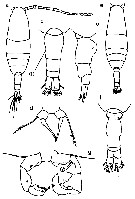 Espce Acartia (Acartiura) hudsonica - Planche 17 de figures morphologiques