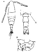Espce Acartia (Acartia) danae - Planche 15 de figures morphologiques