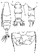 Espce Acartia (Acartia) negligens - Planche 22 de figures morphologiques