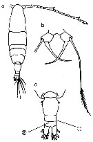 Espce Acartia (Acanthacartia) fossae - Planche 6 de figures morphologiques
