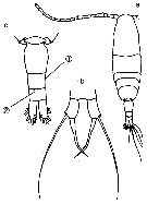 Espce Acartia (Acanthacartia) steueri - Planche 4 de figures morphologiques