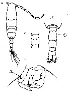 Espce Acartia (Acanthacartia) steueri - Planche 5 de figures morphologiques