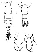 Espce Acartia (Acanthacartia) tsuensis - Planche 3 de figures morphologiques