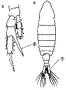 Espce Centropages elongatus - Planche 7 de figures morphologiques