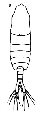 Espce Centropages elongatus - Planche 8 de figures morphologiques