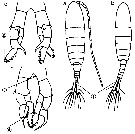 Espce Sinocalanus tenellus - Planche 2 de figures morphologiques
