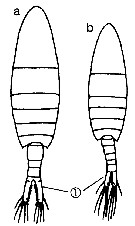 Species Sinocalanus sinensis - Plate 6 of morphological figures