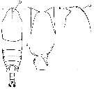 Espce Aetideopsis cristata - Planche 4 de figures morphologiques